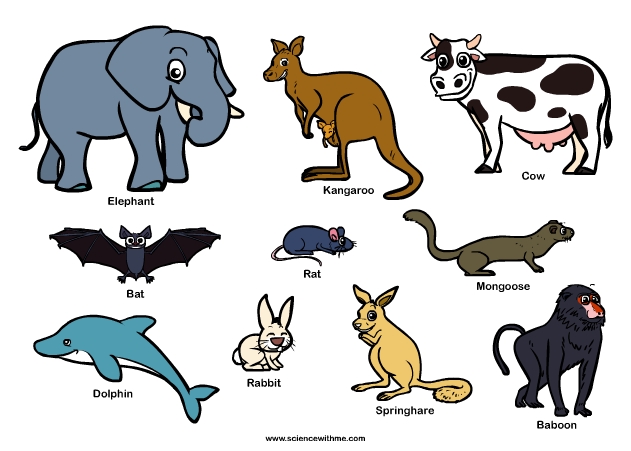 mammals