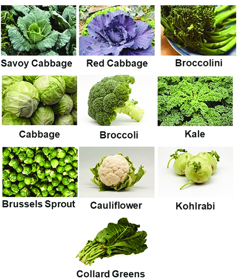 Brassica