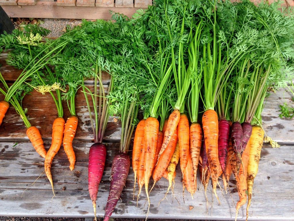 Daucus Carota